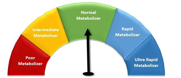 Metabolizer