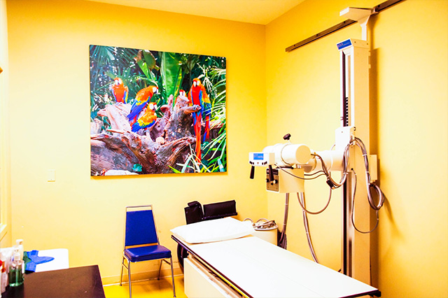 X-ray room with a machine, exam table, and a colorful parrot picture on a yellow wall