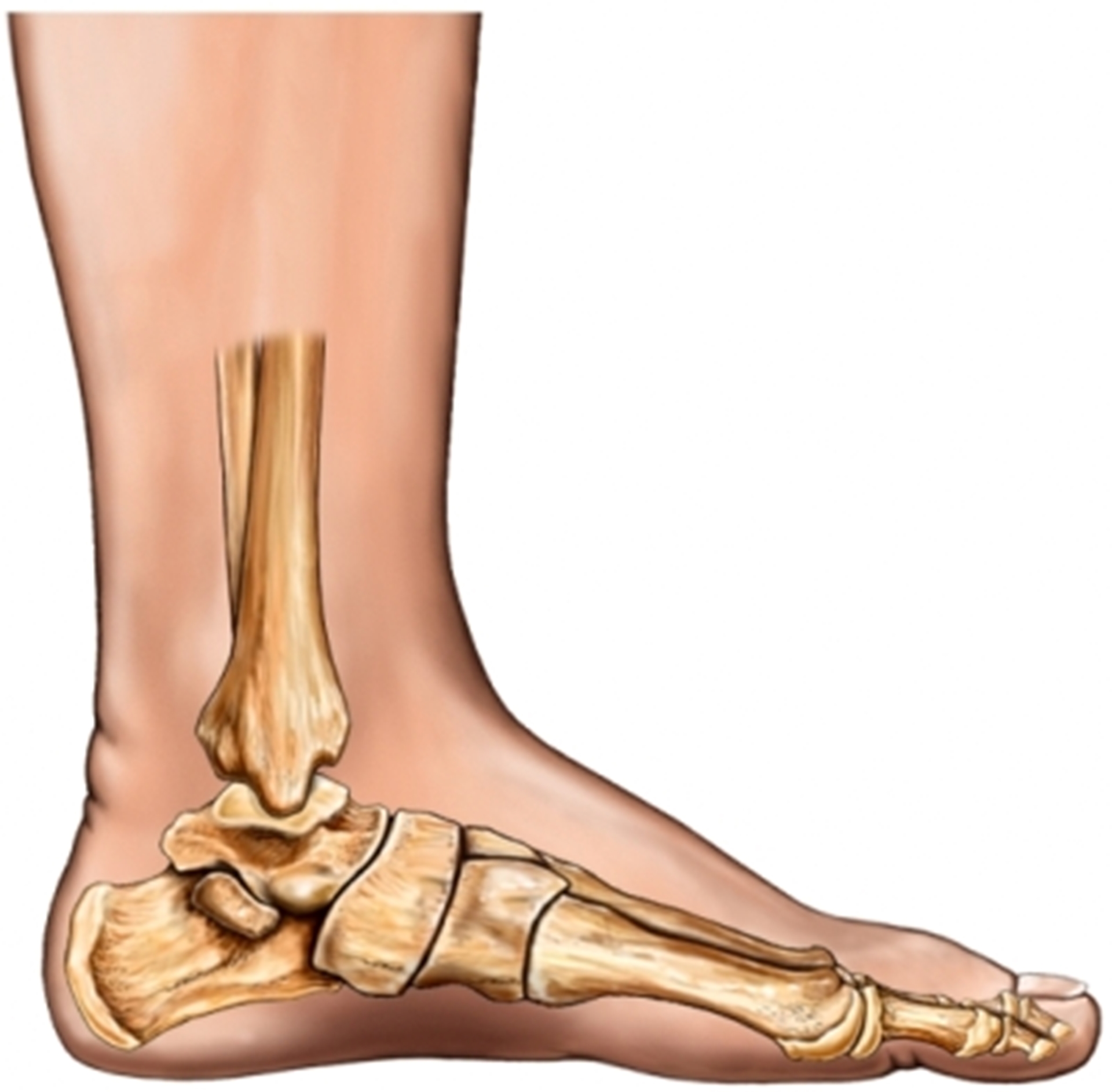 foot-arch-main