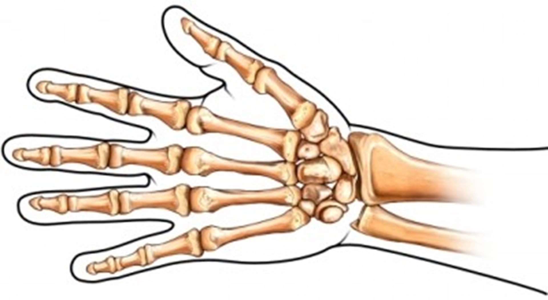 hand-bones-main